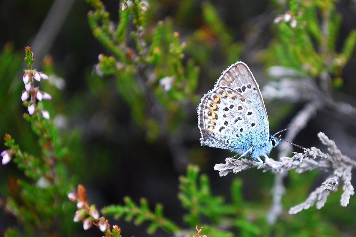 I #likeinsects because when I go out and look I'm constantly finding species I've never even seen before. Think about it, millions of years of evolution culminating in a unique, perfectly adapted living being that I'm seeing for the very first time! #NIW2018