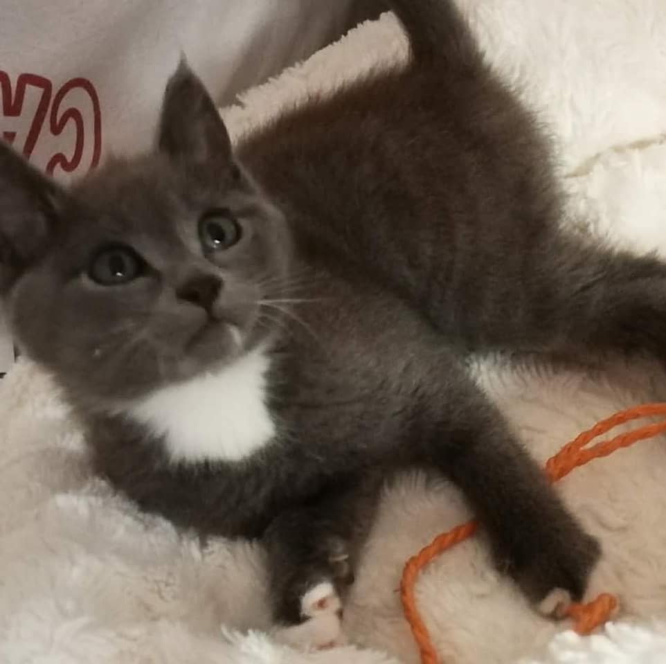 PeluditosdeEmma's tweet photo. YOGUI, SUSTO Y SISI BUSCAN HOGAR RESPONSABLE.Estos preciosos de dos meses buscan una persona que les de una oportunidad para siempre.Son buenísimos y tú vida será maravillosa con ellos. Si te has enamorado,contacta con nosotros, no te arrepentirás. Sino es asi, comparte mucho. https://t.co/EnpDgrawHn