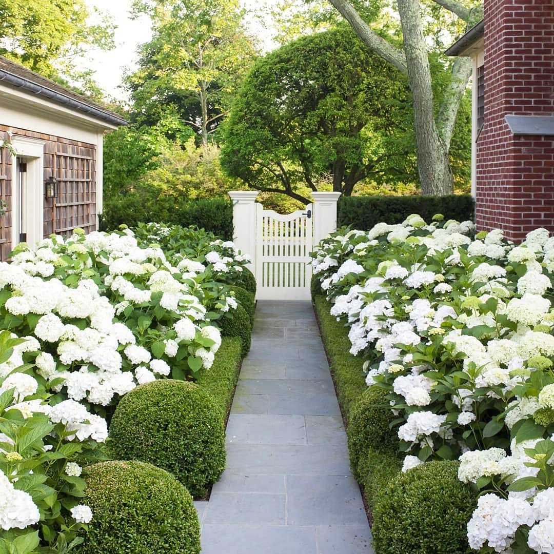famy_home's tweet photo. Beautiful entrance of white hydrangeas! 

Regrann from @cafedesignblog  -  This lovely Southampton garden inspiration is from @verandamag 🌿 

#flowers #flowergarden #hydrangeas #whiteflowers #whitehydrangeas #beautifulgardens #flowerentrance https://t.co/D5EoQOlP9n