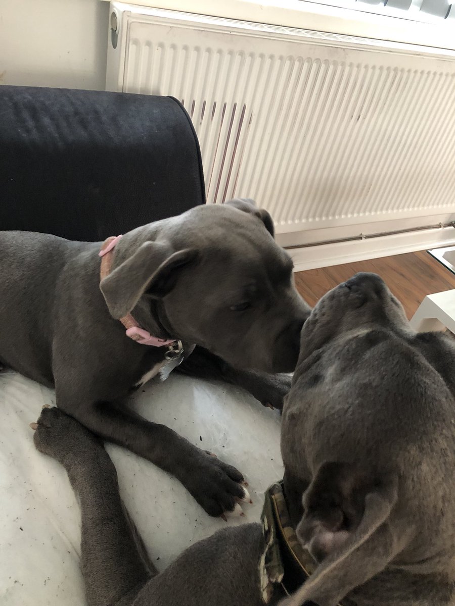 Okay I’m quitting plus size fashion content for dogs. This is your warning 😭😂😍