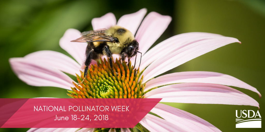 USDA's tweet photo. June 18-24 is National #PollinatorWeek! Learn why pollinators are important and how you can help - https://t.co/T8hL0MACrH https://t.co/rLy9MLyzQ9