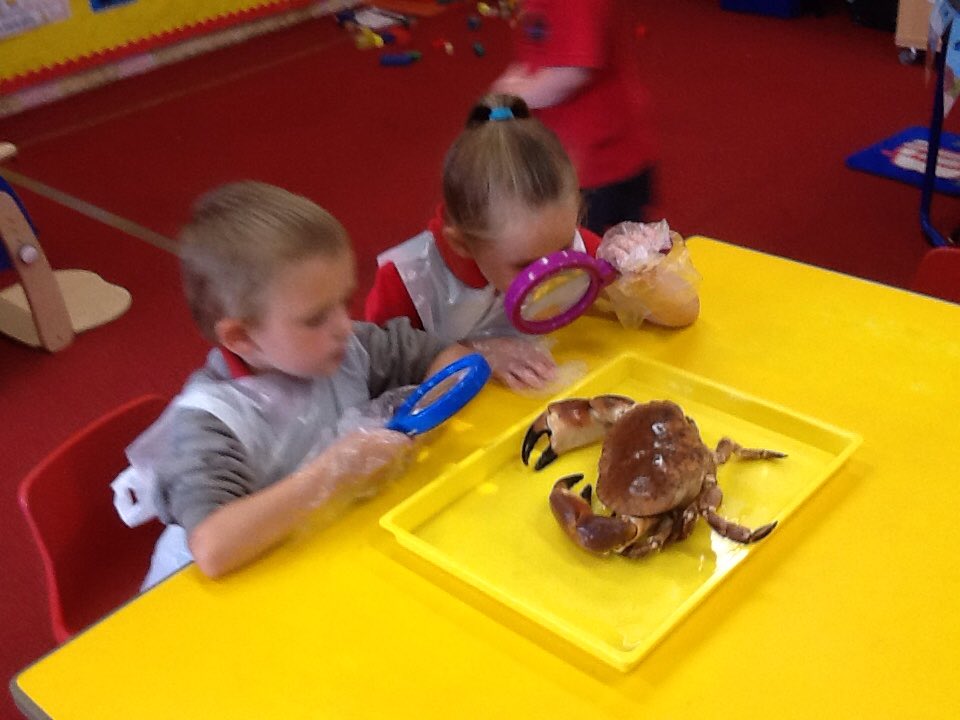 DanygraigP's tweet photo. Reception are investigating crabs🦀🦀. 
#DygpSciTec
#DygpFP https://t.co/2nRuzIv2Jj