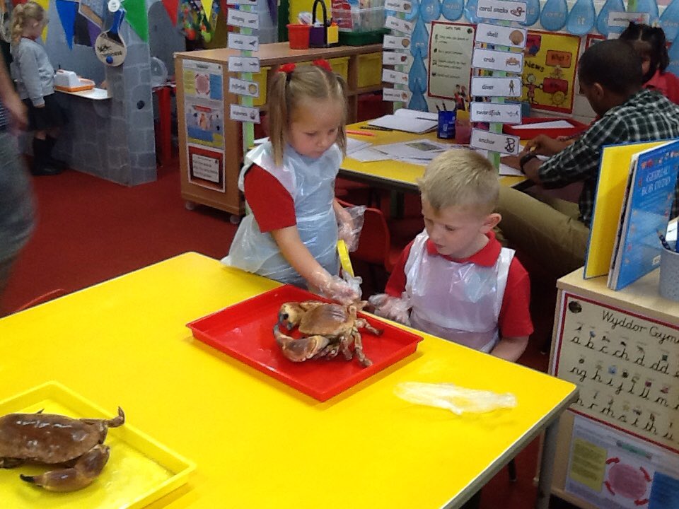 DanygraigP's tweet photo. Reception are investigating crabs🦀🦀. 
#DygpSciTec
#DygpFP https://t.co/2nRuzIv2Jj