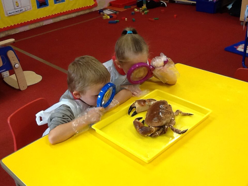 DanygraigP's tweet photo. Reception are investigating crabs🦀🦀. 
#DygpSciTec
#DygpFP https://t.co/2nRuzIv2Jj