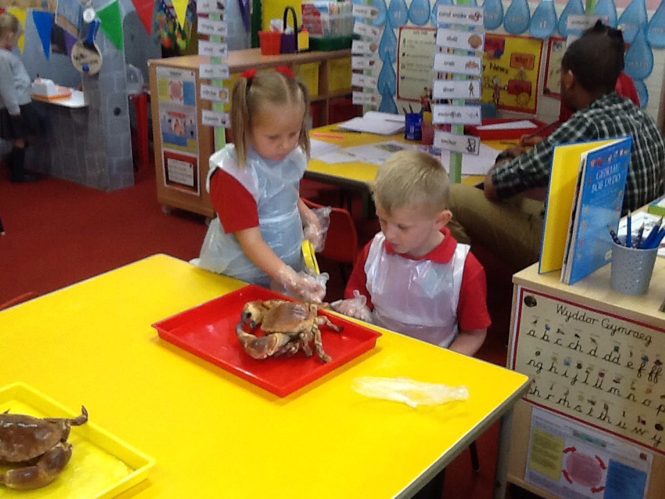 DanygraigP's tweet photo. Reception are investigating crabs🦀🦀. 
#DygpSciTec
#DygpFP https://t.co/2nRuzIv2Jj