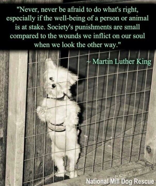 maddie (@1madwoman1962) on Twitter photo Never Never be afraid to do what's right β€οΈ <a href="/karenslinn43/">Karen β₯οΈππΆπ€πβ₯οΈπΆ</a> <a href="/Eley01/">Shaun Eley</a> <a href="/joeyannetts/">jo_annettsπΆππΎπ</a> <a href="/Shirley82829043/">Shirley Dunn</a> <a href="/11syoung/">Sally Young</a> <a href="/MichelleAbel7/">Michelle Abel</a> @MelindaYoe <a href="/AnthonyJBarton/">Anthony J Barton</a> <a href="/bettyspring13/">Christina</a> <a href="/nieuwemarlean/">nieuwemarlean</a> <a href="/welsh_lisa2/">Lisa Goddard π π΄σ §σ ’σ ·σ ¬σ ³σ ΏπΊπ¦πͺπΊ</a> <a href="/Lorrainefmdg/">Lorraine gray</a> <a href="/vinodch8560/">vinod choudhary</a> @fiftyminus2 <a href="/saltybird210/">The Rugby Mum</a> #choosetheright #joinin247 Never Never be afraid to do what's right β€οΈ <a href="/karenslinn43/">Karen β₯οΈππΆπ€πβ₯οΈπΆ</a> <a href="/Eley01/">Shaun Eley</a> <a href="/joeyannetts/">jo_annettsπΆππΎπ</a> <a href="/Shirley82829043/">Shirley Dunn</a> <a href="/11syoung/">Sally Young</a> <a href="/MichelleAbel7/">Michelle Abel</a> @MelindaYoe <a href="/AnthonyJBarton/">Anthony J Barton</a> <a href="/bettyspring13/">Christina</a> <a href="/nieuwemarlean/">nieuwemarlean</a> <a href="/welsh_lisa2/">Lisa Goddard π π΄σ §σ ’σ ·σ ¬σ ³σ ΏπΊπ¦πͺπΊ</a> <a href="/Lorrainefmdg/">Lorraine gray</a> <a href="/vinodch8560/">vinod choudhary</a> @fiftyminus2 <a href="/saltybird210/">The Rugby Mum</a> #choosetheright #joinin247