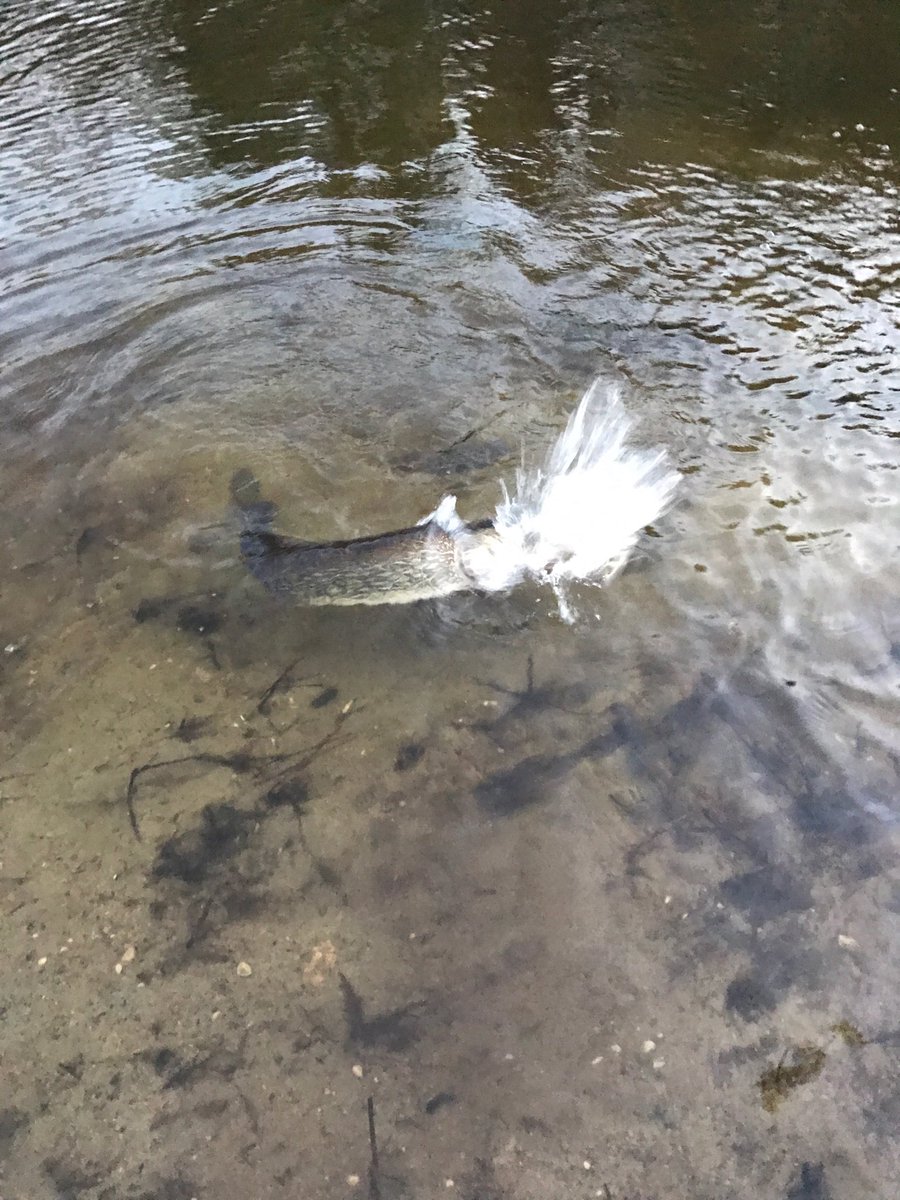 #toothytuesday Time! Pike On’ #summerfishing #onlyinmn Good Fishing, Bro