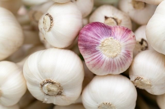 BeyondOffGrid's tweet photo. "In fact, one study of a medieval-era recipe using garlic was found effective against both staph and MRSA (antibiotic resistant staph)." https://t.co/Nz8GdFTRez #BeyondOffGrid #ReturntotheOldPaths #Experts #Herbalism #Echinacea #Garlic #Berberine https://t.co/JJLXqj119S