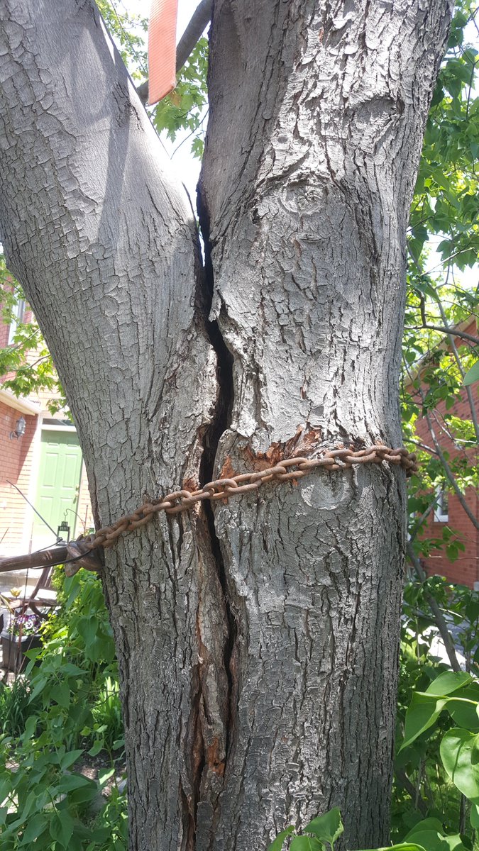 still cleaning up from the wind storms - this client resorted to a chain while they waited for help