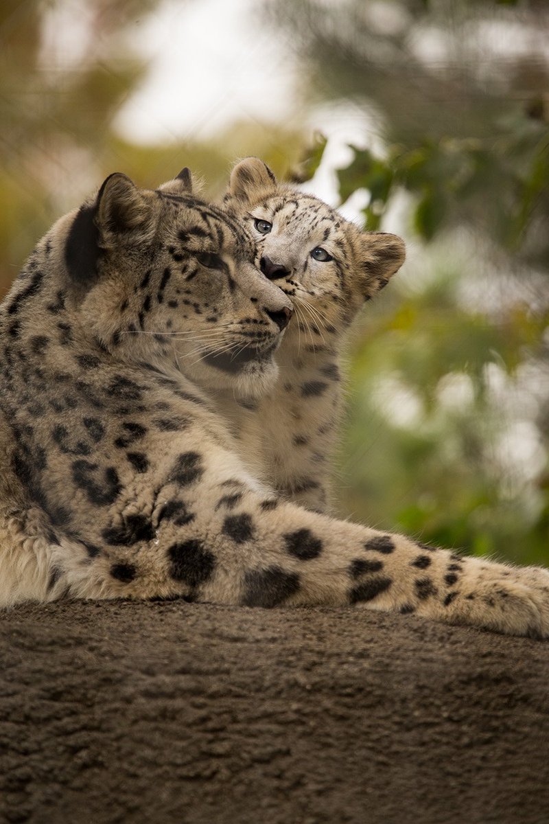 ToledoZoo's tweet photo. Little kisses just because are the best!
#NationalKissingDay https://t.co/uoVMlOmqve