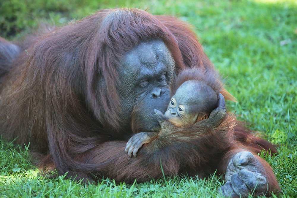 ToledoZoo's tweet photo. Little kisses just because are the best!
#NationalKissingDay https://t.co/uoVMlOmqve
