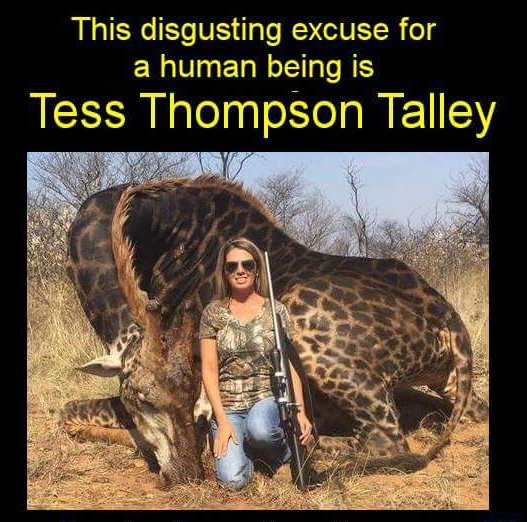 Protect_Wldlife's tweet image. "Prayers for my once in a lifetime 'dream' hunt came true today! Spotted this 'RARE' black #Giraffe and stalked him for quite a while. He was over 18 years-old." Tess Thompson Talley managed to 'stalk' a sedentary Giraffe - WOW!

RT if you want a GLOBAL ban on #trophyhunting NOW!