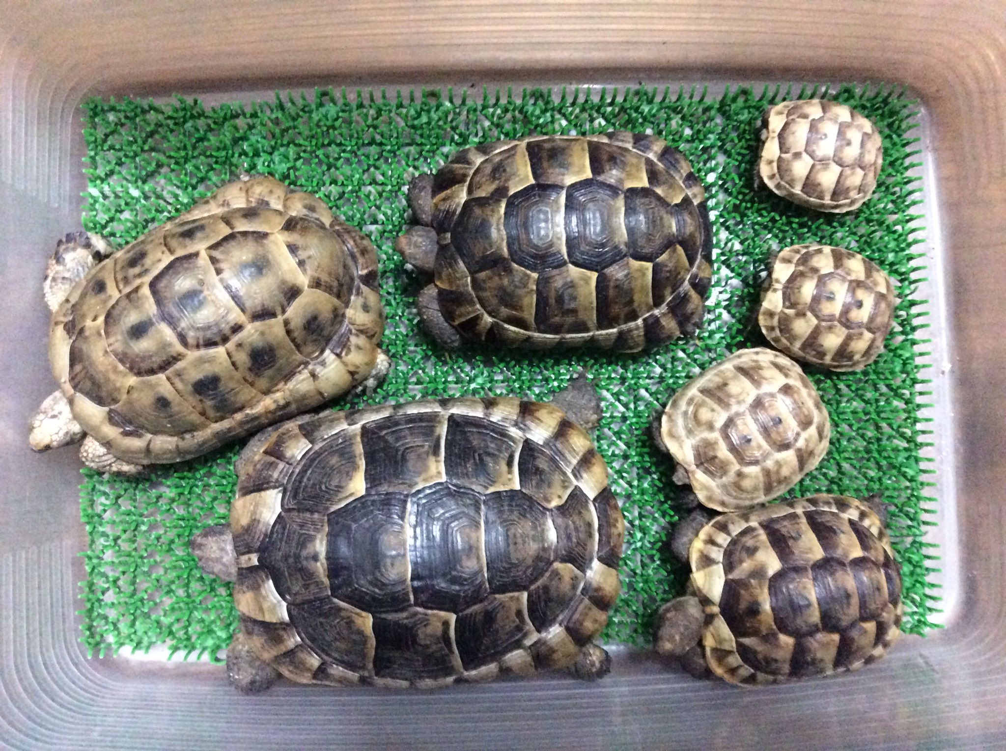 Dorcuslab En Twitter 集合写真その4 イベラギリシャリクガメ達 イベラギリシャリクガメ コーカサスギリシャリクガメ トルコギリシャリクガメ T Co Wubijjb47g Twitter