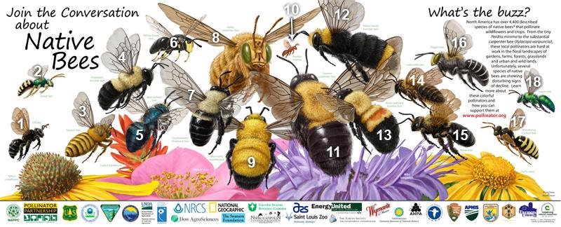 USDA_NRCS's tweet photo. Beecause we care. https://t.co/rer12JVyBB #pollinators #PollinatorWeek https://t.co/v5RvvpEvY3