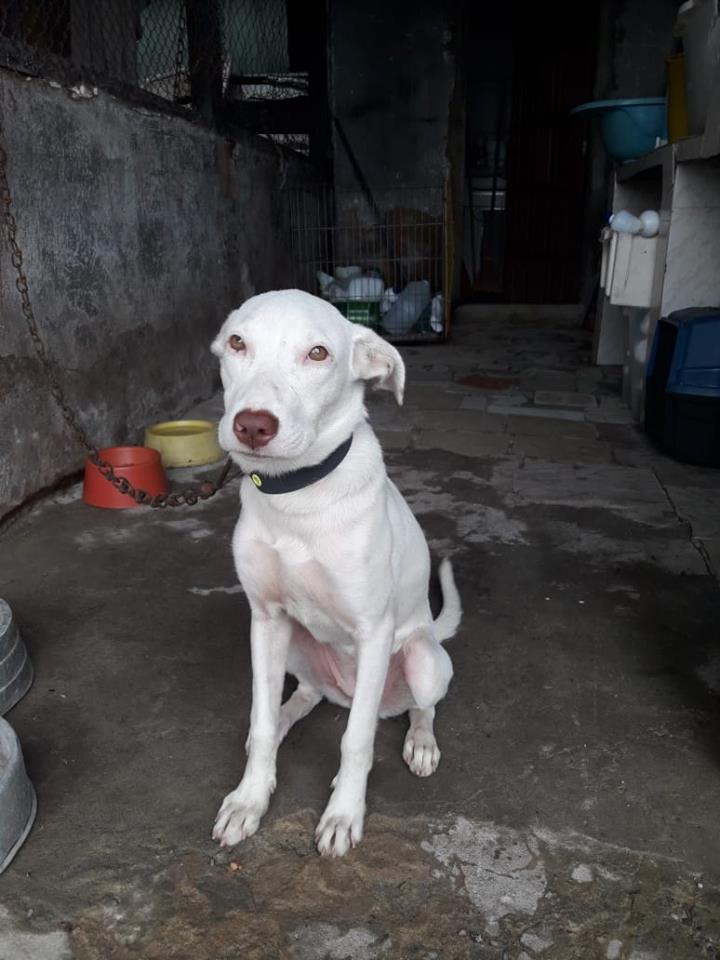 abrigoSFA's tweet photo. 🆘O abandono é DIÁRIO!🆘
É MUITO SUPERIOR ao que conseguimos dar conta. Se puder, apadrinhe o tratamento de pelo menos uma delas, doe os remédios que elas precisam.
https://t.co/KP9r9hFa3X
#Ajuda #Animais https://t.co/wbz8VXVEBJ