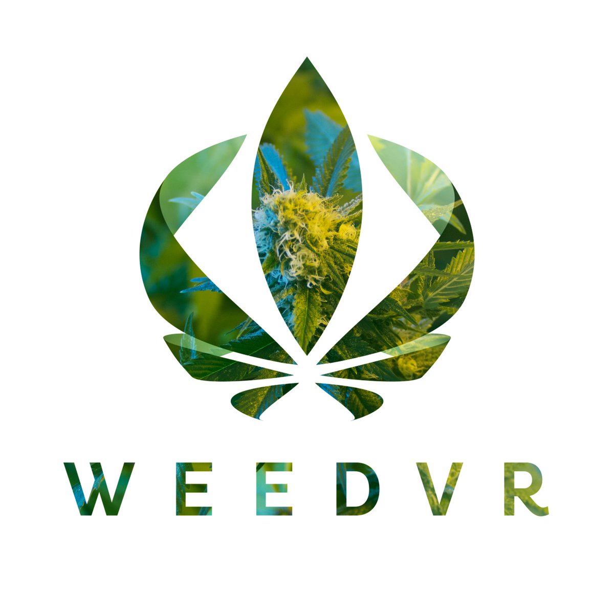 casiestewart's tweet photo. To experience a demo of #WeedVR at the office visit https://t.co/U1ifJBLwyx! ๐๐ https://t.co/Ske4Mfc3b6