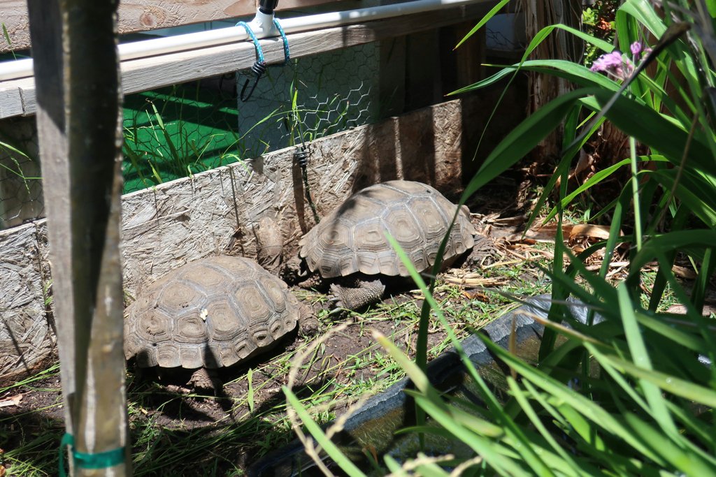 Tortoisespot's tweet photo. The mountain tortoises gathering that CA sun! #manouriaemys #mountaintortoise #tortoisespott #tortoiseforum #tortoisespot #tortoiserescue #followformore #linkinbio https://t.co/oqzIUz3bbV