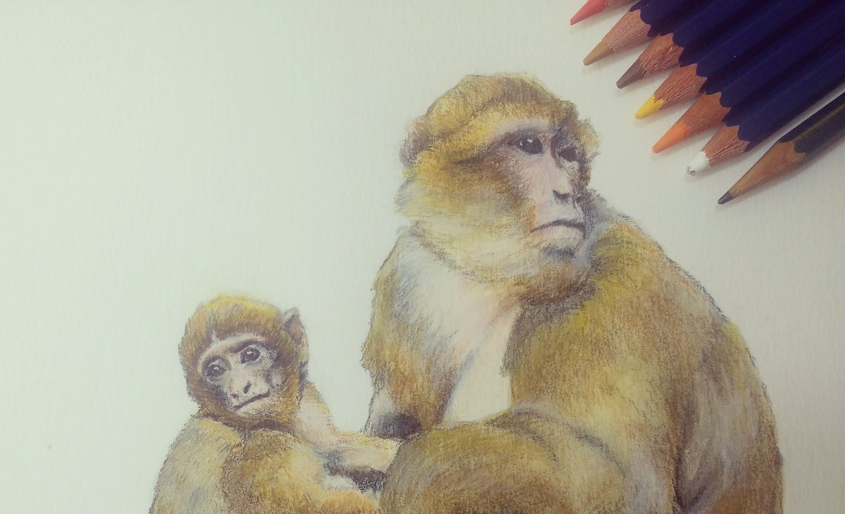 bicirroja's tweet photo. 🐒🐒
•
#monkeys #mum #baby #cutes #animals #illustration #drawing #art #watercolour #pencils #portrait #lapicesdecolor #acuarela #monetes #cordoba #cordobaesp #bicirroja https://t.co/cfXXGqkNlt