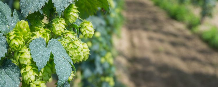 PinionGlobal's tweet image. Does it matter where #hops are grown? The answer appears to be a resounding YES for California #craftbreweries seeking unique, #localhops in California for #wethop brews to create distinct flavor profiles. #CAGROWN #craftbeer hubs.ly/H0cJl670