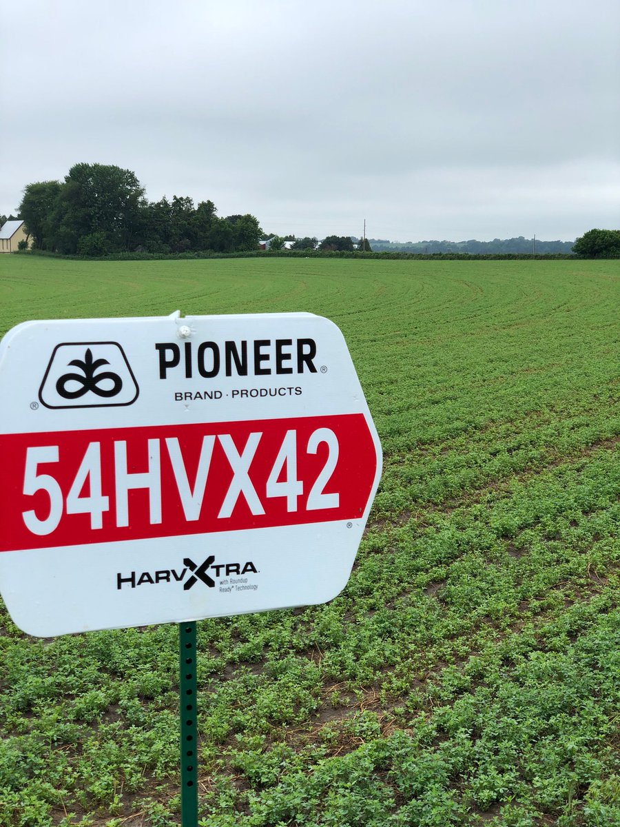 BHoscheit's tweet image. With wet conditions came narrow 1st crop hay cutting windows.  Pioneer alfalfa varieties with HarvXtra technology enable producers to achieve higher-quality hay and forage, along with extended cutting windows.  #pioneercountry