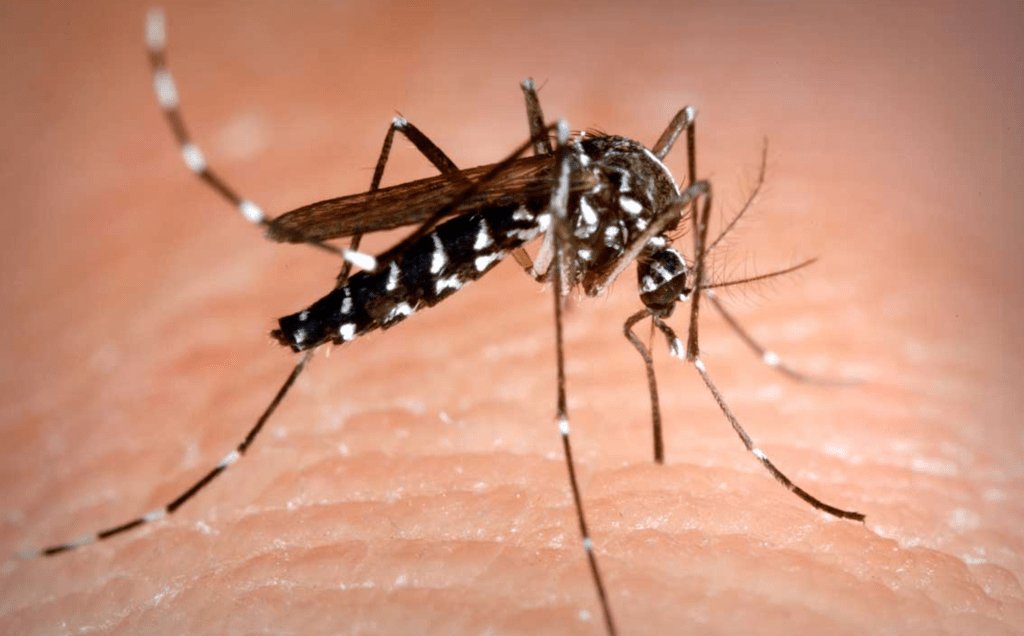 SOMGANDIA_'s tweet photo. Vuelve el mosquito tigre: recomendaciones básicas https://t.co/ubxeE6qs0Q https://t.co/DoRk5UxycB