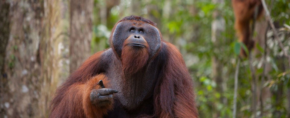 Orangutans are almost cheating, since they look so magical already.