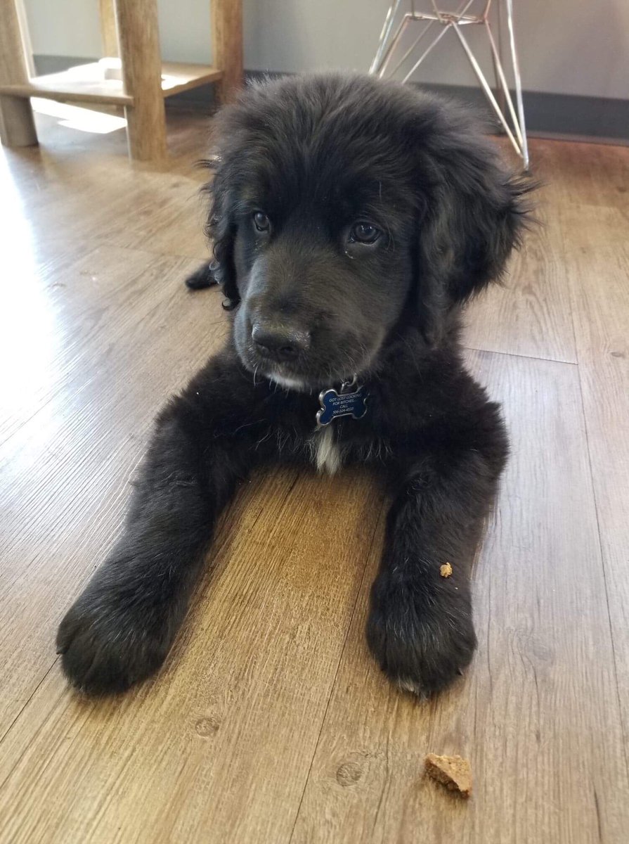 MonctonVet's tweet photo. Puppies every day! We love seeing them grow up to be so big❤️🐶 #puppy #puppies #puppyday #love https://t.co/bnMejLIUZ9
