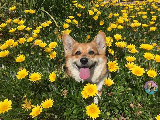 corgi_zero's tweet photo. Missing legs alert! π¨ If found, please text I-HAVENOLEGS!!! #ShortDogProblems #WhereAreMyLegs #Missing #FloatingFace #FluffyFace #ZeroInTheFlowers #tot https://t.co/fAvzaVawt7 https://t.co/36kAB6C9Bk