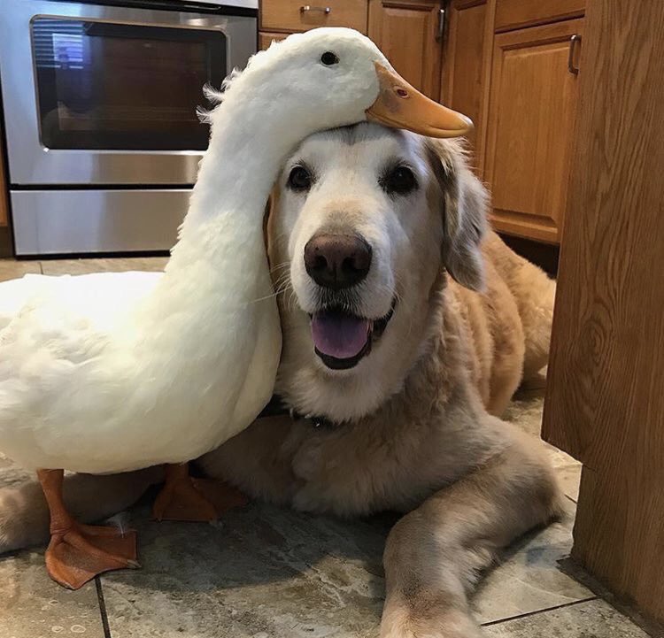 GangOfAnimals's tweet photo. best friends https://t.co/BgunGZcl8b