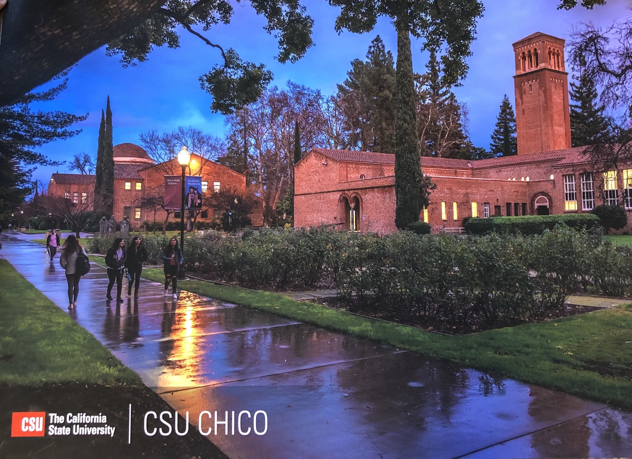 Chico State A Twitter We Scored This Beautiful Poster Of Our Rose 