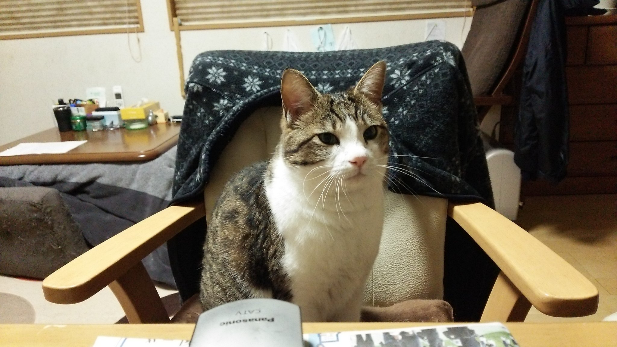 やすさま 実家の猫を捜索しております １ヶ月ほど前にいなくなりました 石川県加賀市の錦城東小学校周辺を 普段はウロウロとしており トカゲや昆虫も食べるような 野性的な猫です 見かけた方はご一報下さいませ 石川県 加賀市 行方不明 迷子猫