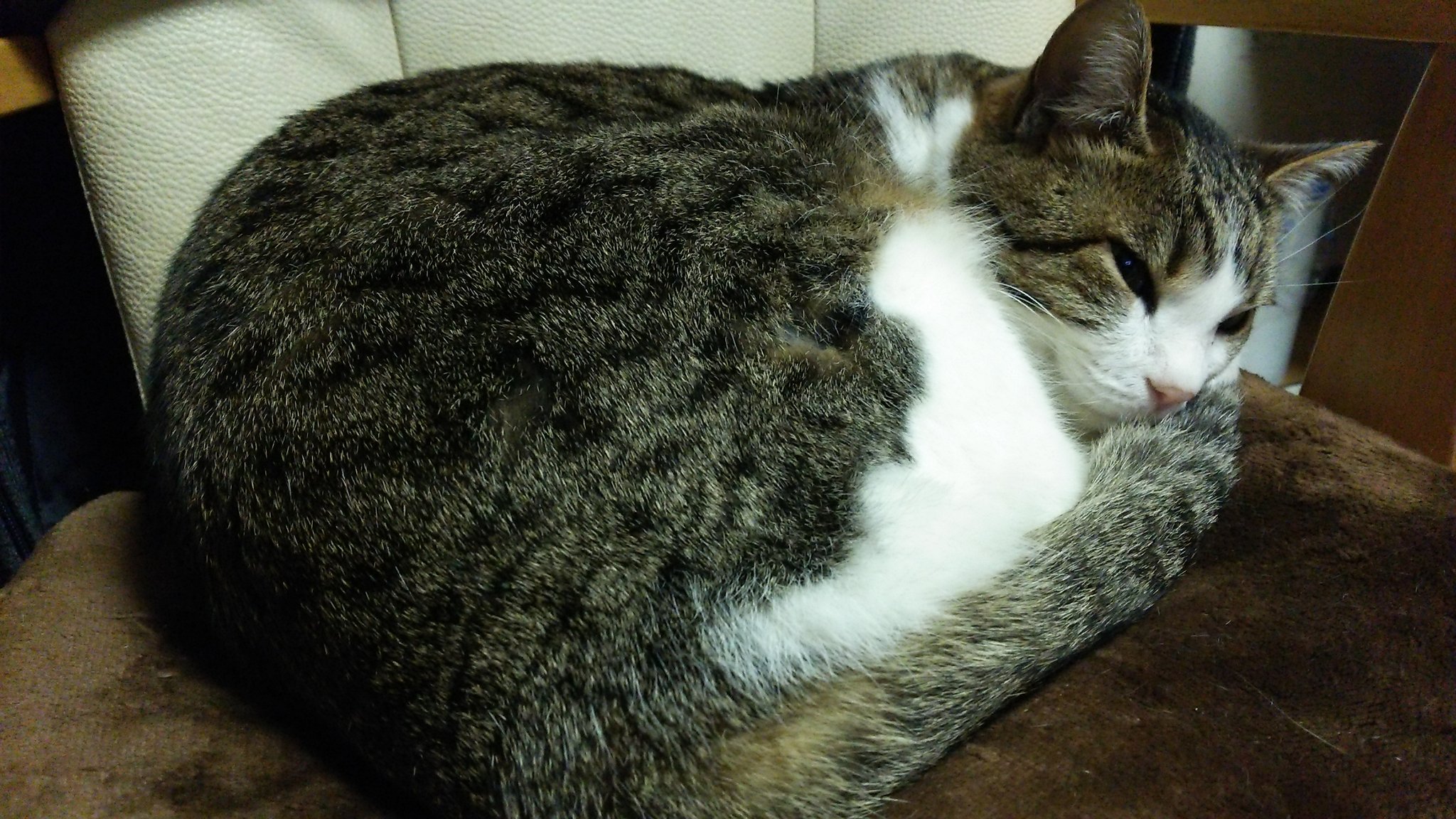 やすさま 実家の猫を捜索しております １ヶ月ほど前にいなくなりました 石川県加賀市の錦城東小学校周辺を 普段はウロウロとしており トカゲや昆虫も食べるような 野性的な猫です 見かけた方はご一報下さいませ 石川県 加賀市 行方不明 迷子猫