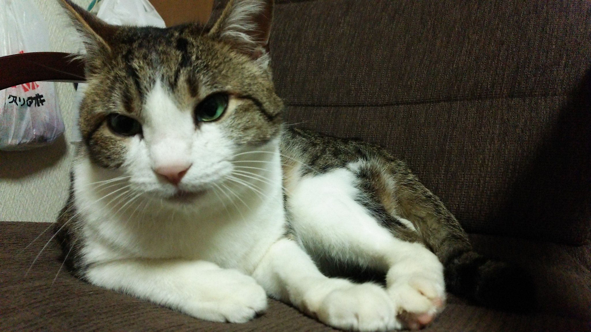 やすさま 実家の猫を捜索しております １ヶ月ほど前にいなくなりました 石川県加賀市の錦城東小学校周辺を 普段はウロウロとしており トカゲや昆虫も食べるような 野性的な猫です 見かけた方はご一報下さいませ 石川県 加賀市 行方不明 迷子猫