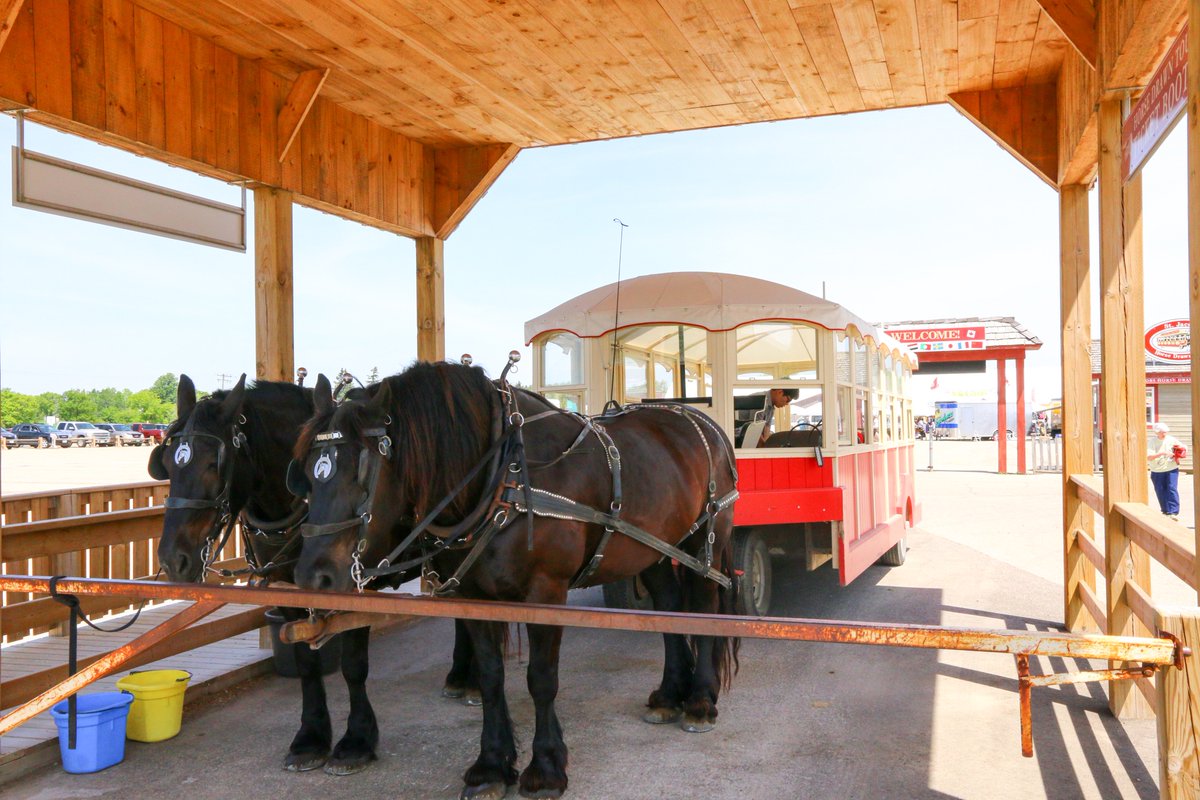 Go say hay to these two friendly horses at the St. Jacobs Farmers Market today until 3 pm!