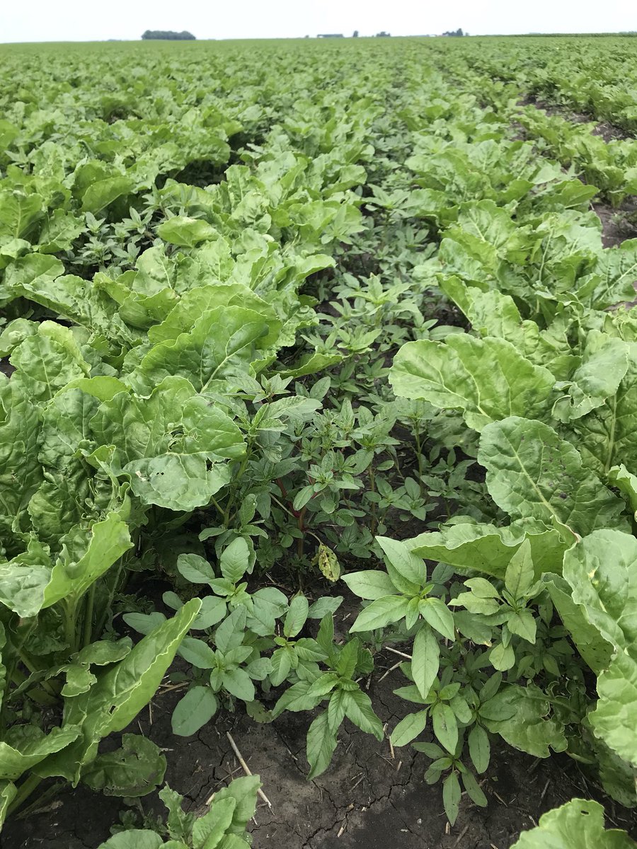 TheNickShores's tweet image. Quick weed ID. Can anyone tell me what doesn’t belong?  Amenia, ND #weedproblems