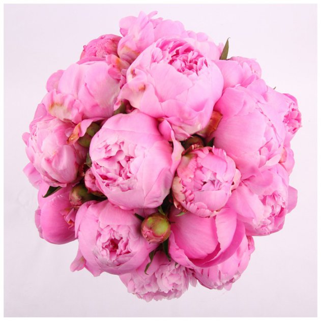 madflowerstweet's tweet photo. This beautiful 'Peonie Rose Bouquet' is only available for a short period of time every year. 

For only €39 only, don't miss out &amp; order yours today:  https://t.co/k8TJew6S4t  💕😉 https://t.co/ldfbnW1TrK