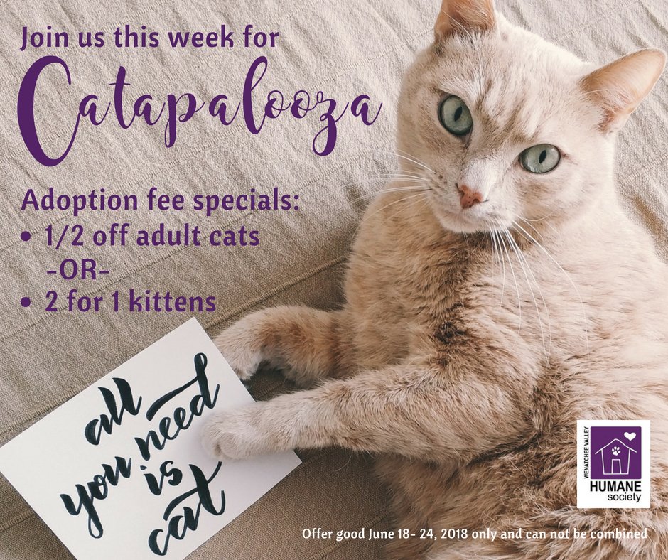 It's CATAPALOOZA at WVHS, which means paw-some adoption specials on felines this week! Adopt an adult cat &amp; receive half off its adoption fees OR Adopt 2 kittens for the adoption price of 1 #AdoptDontShop #adoptacatmonth