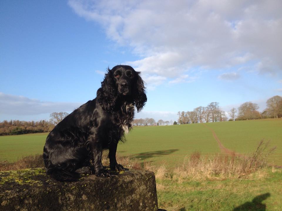 WeAcceptPets's tweet photo. Runnington Cider Barn is a wonderful beamed barn, full of character in a peaceful hamlet near the River Tone.
https://t.co/3d9j8Flsg6
#Runnington #Wellington #Somerset #England #Holiday #Travel #RiverTone #DogFriendly #Accommodation #Rural #Retreat #BedandBreakfast #UK https://t.co/Og78os83Zu