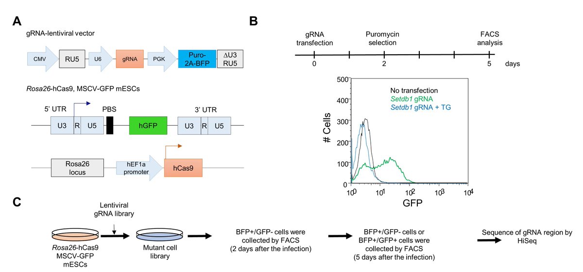 genomeresearch's tweet photo. This month @genomeresearch publishes a CRISPR knockout screen aimed to identify cellular factors involved in #retroelement silencing in mouse embryonic stem cells; a novel silencing factor, RESF1, was discovered. Click here for full article --> https://t.co/WgeUIk9d1n https://t.co/VofDc6gDir