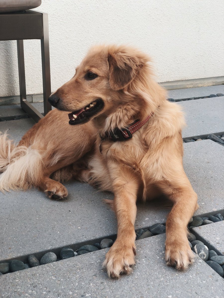 iceddarkroast's tweet photo. It’s been over a month of secret keeping as I waited and hoped we’d be approved for his adoption. Now I can post all the pics!! https://t.co/DQupZElIdP