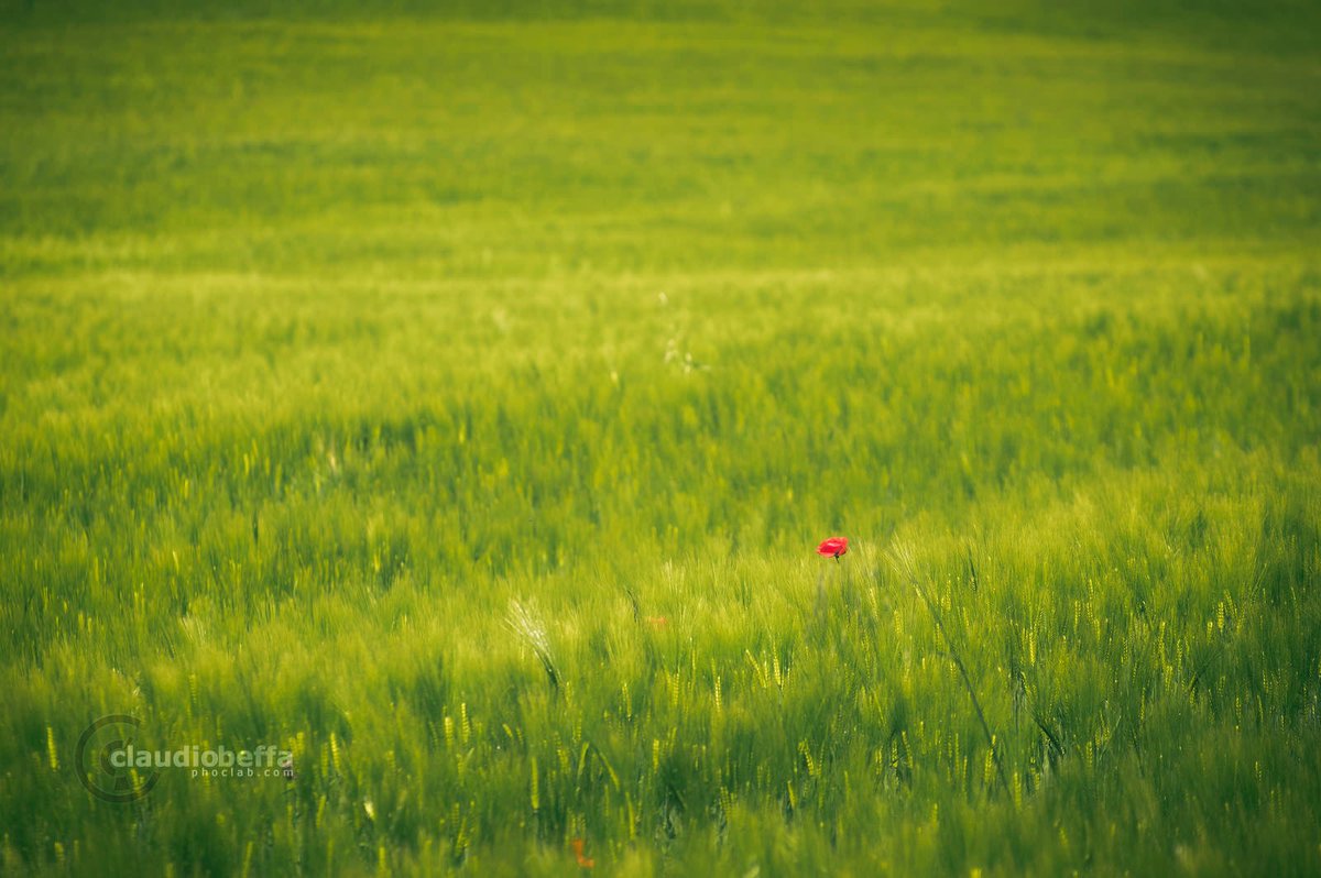 "Red dot II".
A wider view of the field of wheat where a #Poppy enjoys some exclusivity. Countryside of #Umbria in #spring, #Italy. #Travel #travelphoto #landscapephotography #nature