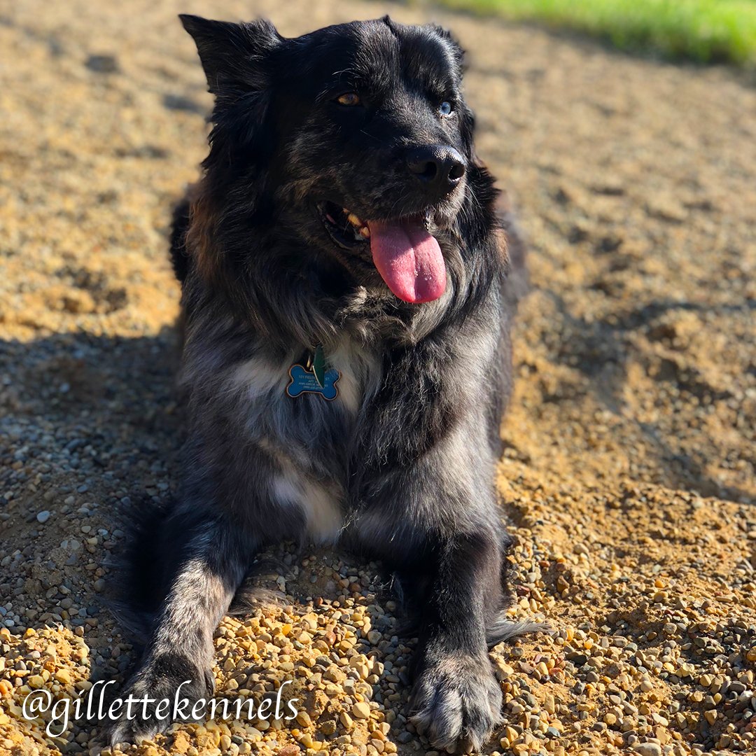 Gillette Kennels (gillettekennel) Twitter