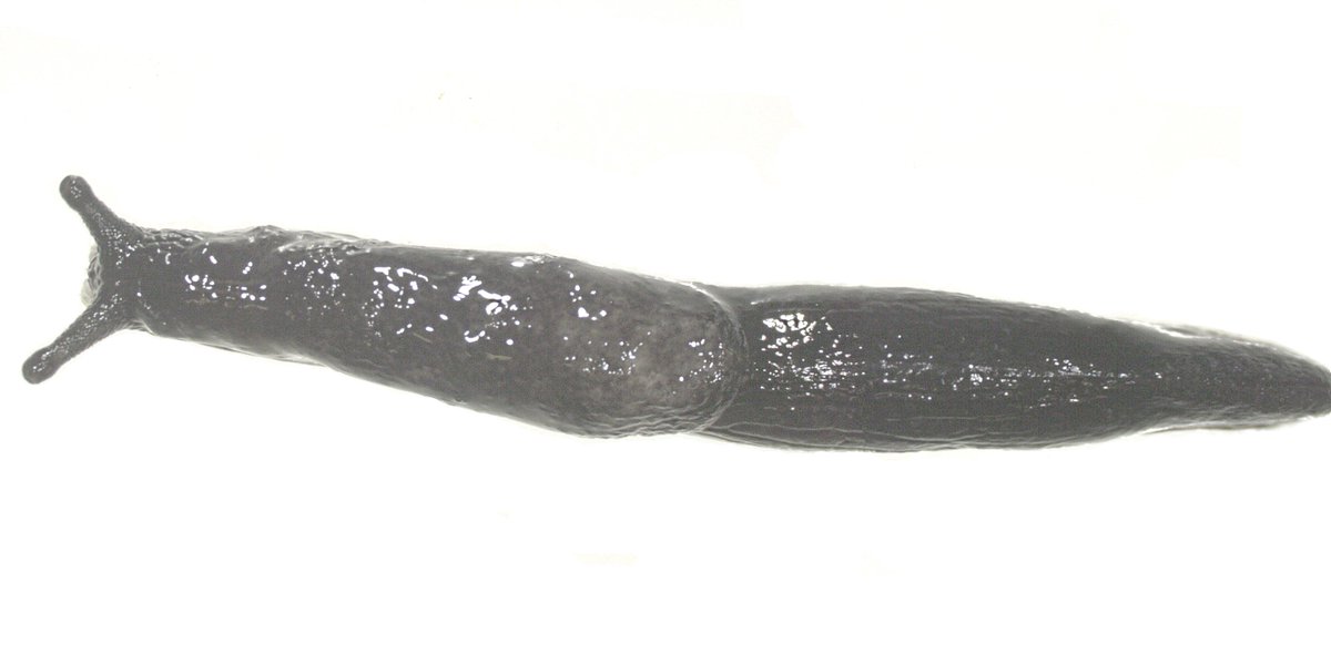 Jake Stone (@_jakestone_) on Twitter photo A strange looking uniformly charcoal Milacid slug that I found has been provisionally identified as Tandonia retowskii by Dr Ben Rowson. A species normally associated with the Crimean region. This is the first record of it in the UK. <a href="/CardiffCurator/">Cardiff Curator</a> <a href="/banhamzoo/">Banham Zoo</a> #Newtotheuk 😀🥇 A strange looking uniformly charcoal Milacid slug that I found has been provisionally identified as Tandonia retowskii by Dr Ben Rowson. A species normally associated with the Crimean region. This is the first record of it in the UK. <a href="/CardiffCurator/">Cardiff Curator</a> <a href="/banhamzoo/">Banham Zoo</a> #Newtotheuk 😀🥇