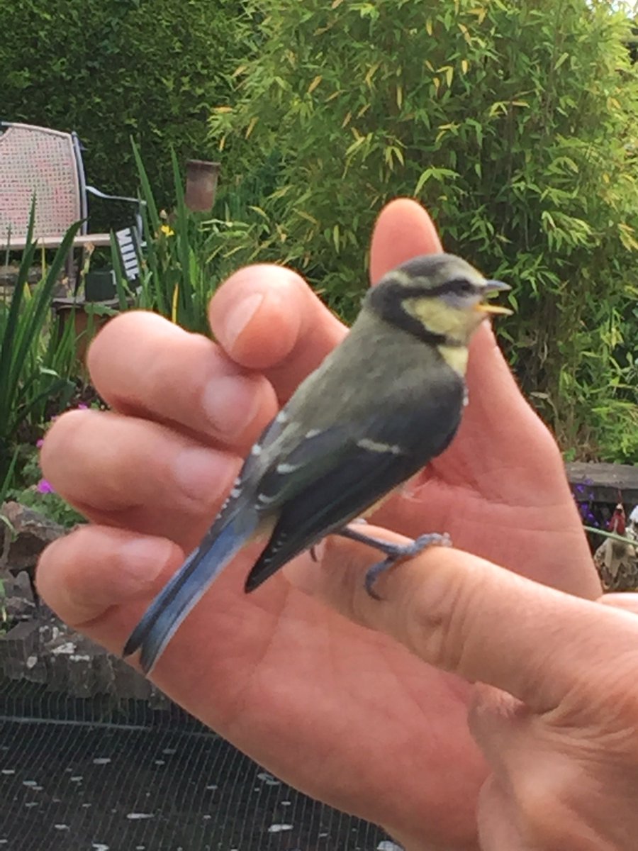 orchardsidehs's tweet photo. Spring watch @orchardsidehs  during breakfast, a baby Blue Tit flew into our garden room and hit the window trying to fly out. Neil picked it up and it sat on his finger for about 5 minutes to catch its breath. https://t.co/wXNKMOWQ14 https://t.co/erQ9liS8mh