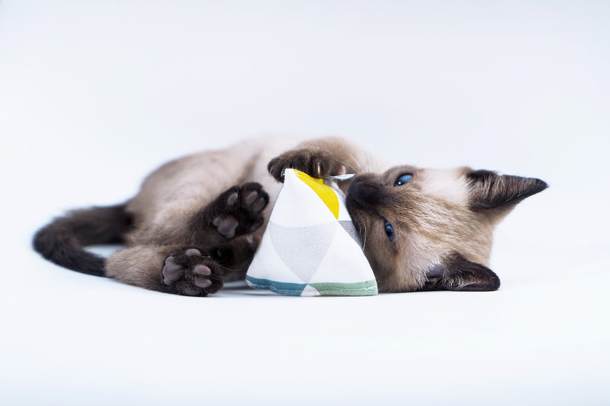 MinoumiCats's tweet photo. This picture was taken in the perfect meowment! 😻🐾
#minoumi #minoumicats #ambassacats #ambassacat  #cattoy #catnip #meow https://t.co/AdWIT4b2So