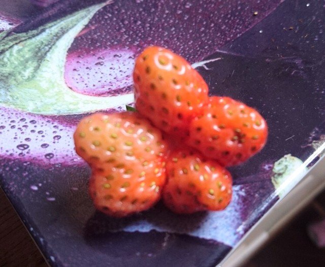 Hey, it’s Patrick from Spongebob Squarepants! IG Pic by @moestuinWP