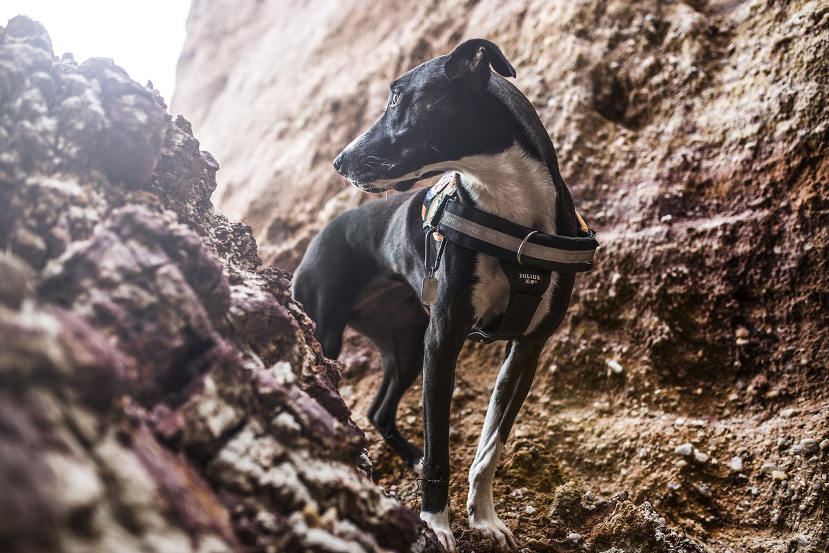 Julius-K9® tweet media