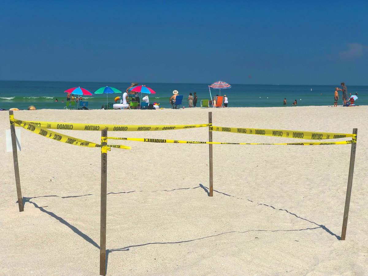 We're shell-ebrating our first turtle nest of the season! 🐢How many turtle nests do you think there's going to be in #StPeteBeach this year? #GetSiratafied @SeaTurtlePatrol #LiveAmplified