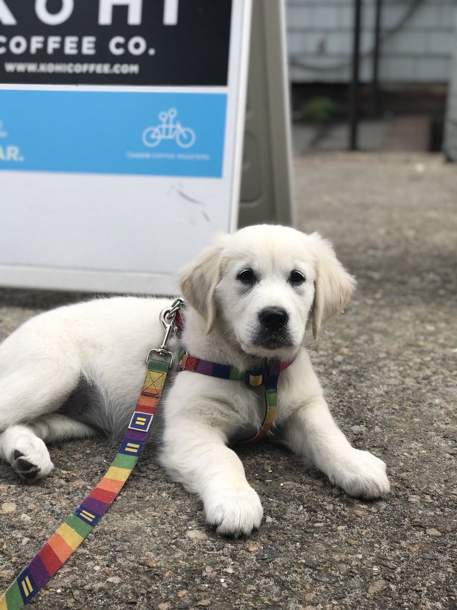 RiverOfNYC's tweet photo. Daily #GoldenRetriever #Coffee #Dog of #provincetown @riverofnyc June 19, 2018 ko
#dogsofcapecod #dogsofprovincetown #dailycoffeedogs https://t.co/FznGumk5Er