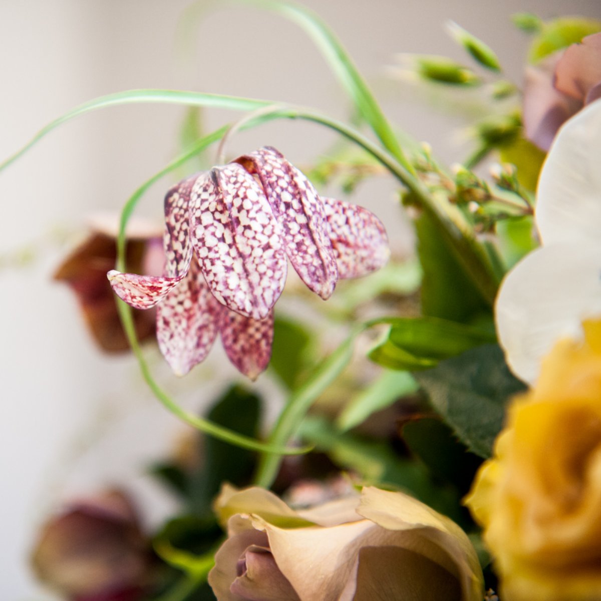 Fawns Leap Botanical Arts tweet media